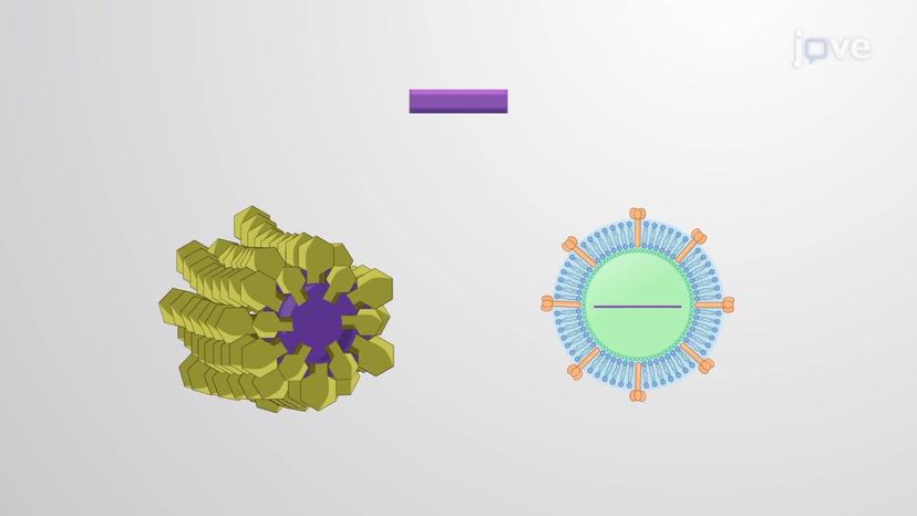 Ribozymes