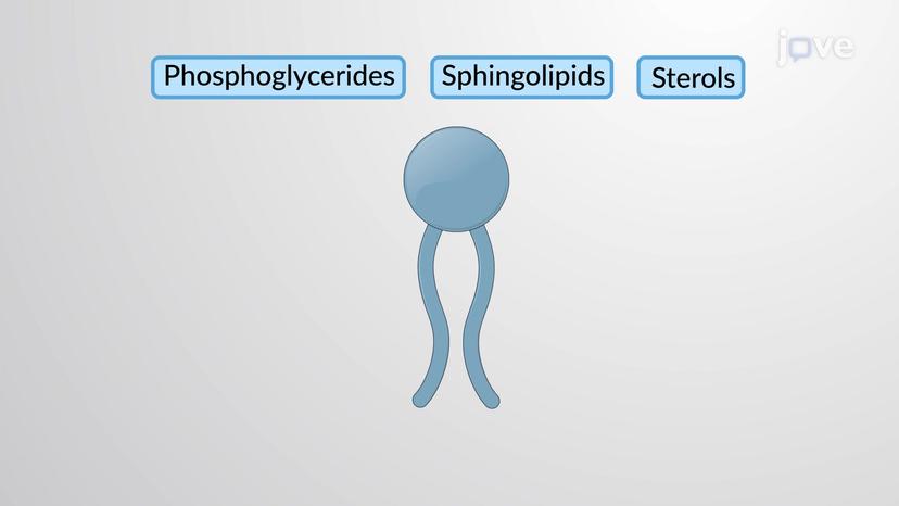 Membrane Lipids