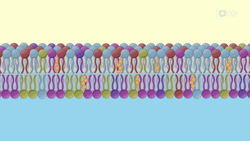 Asymmetric Lipid Bilayer