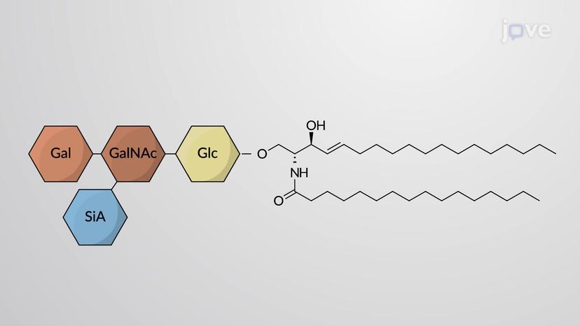 Membrane Carbohydrates