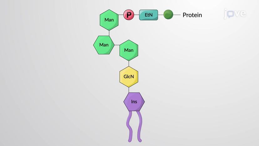 Lipids as Anchors