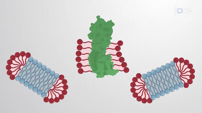 Detergent Purification of Membrane Proteins