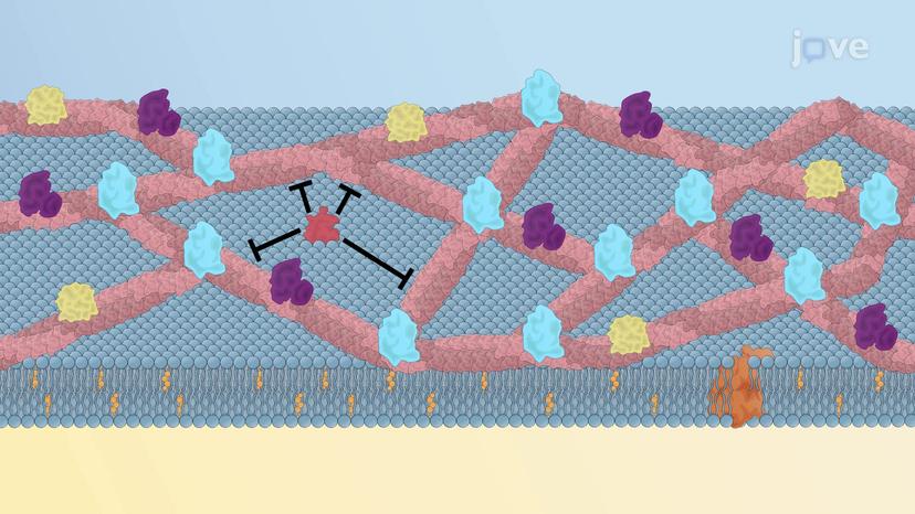 Protein Diffusion in the Membrane