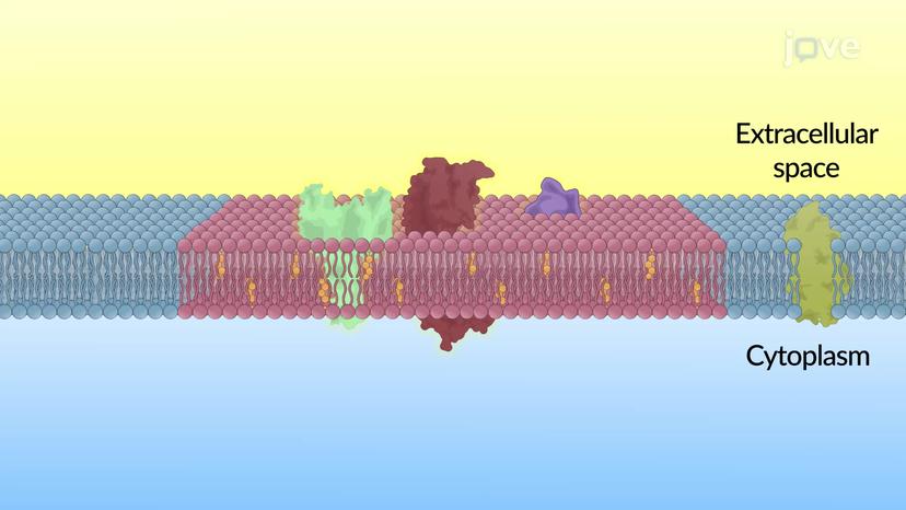 Membrane Domains