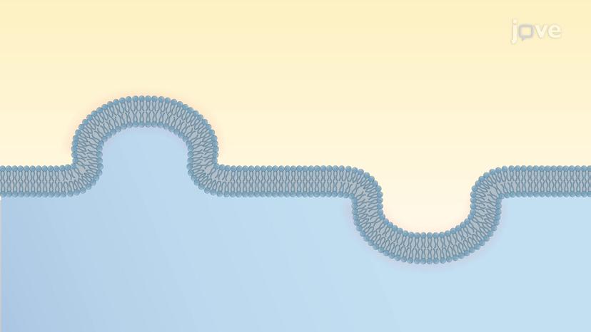 Mechanisms of Membrane-bending