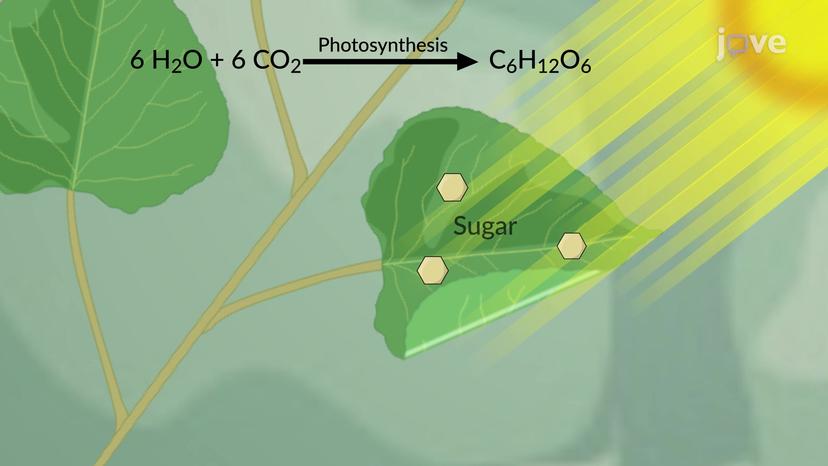 What is Photosynthesis?