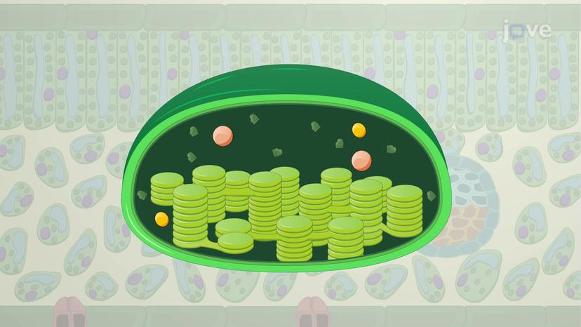 The Anatomy of Chloroplasts