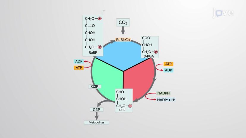 The Calvin Benson Cycle