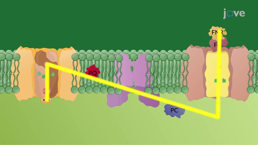 The Z-Scheme of Electron Transport in Photosynthesis