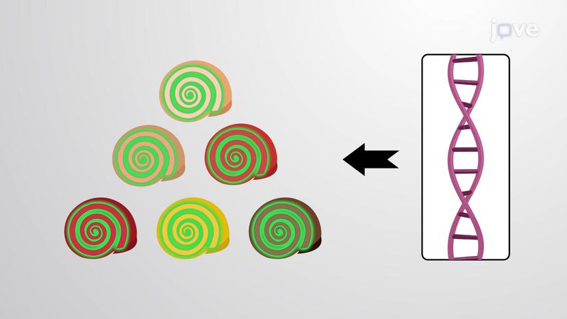 Chirality in Nature