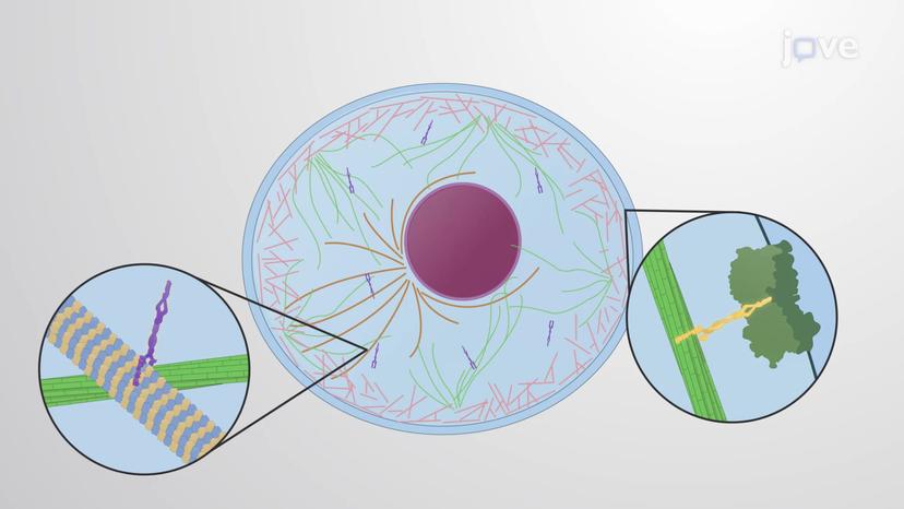 Introduction to the Cytoskeleton