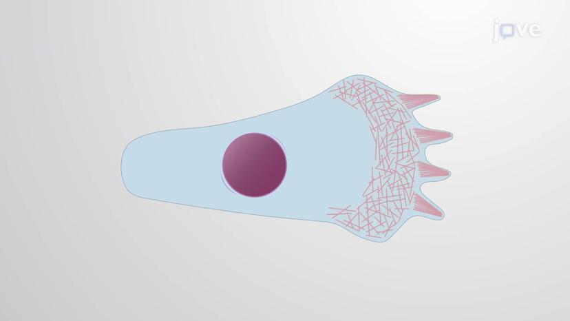 Adaptability of Cytoskeletal Filaments