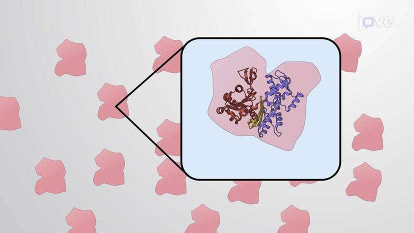 Polarity of the Cytoskeleton