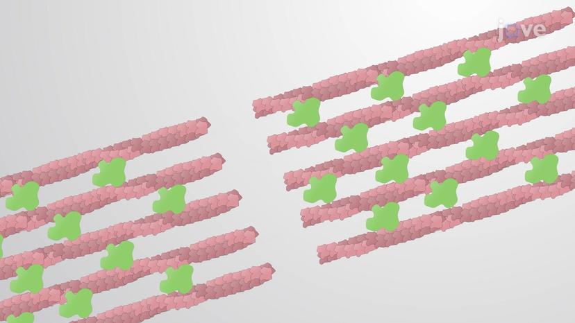 Cytoskeletal Accessory Proteins