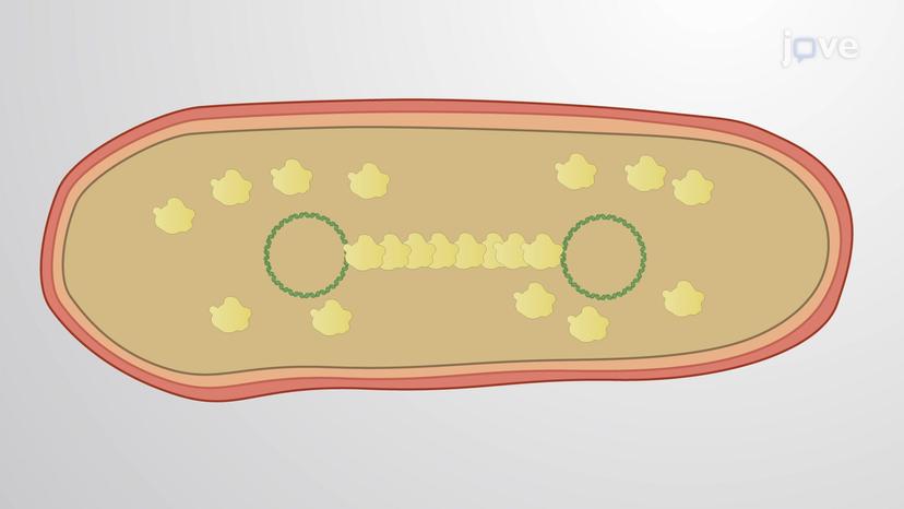 Cytoskeletal Proteins in Bacteria