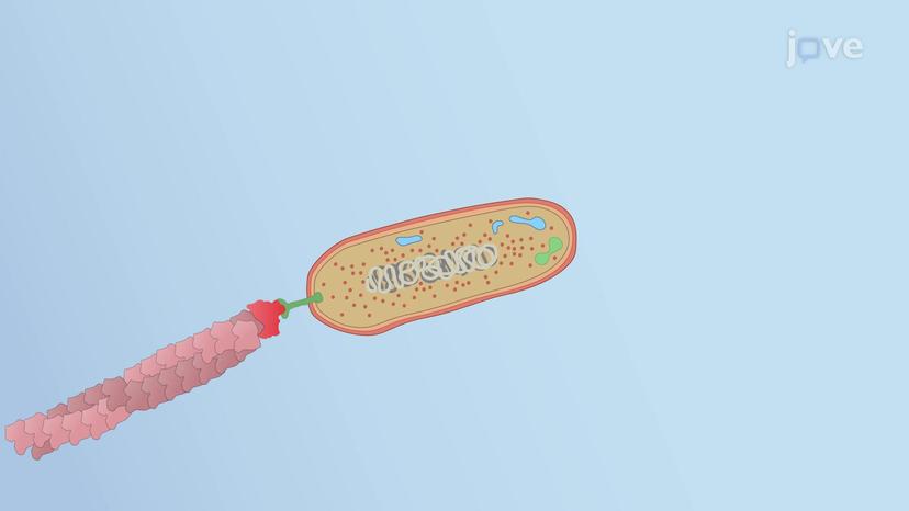 Intracellular Movement of Viruses and Bacteria