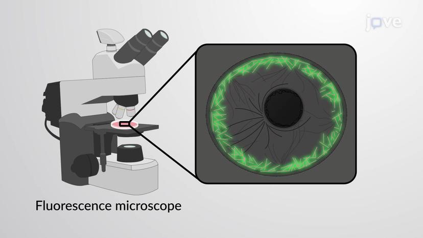 Studying the Cytoskeleton