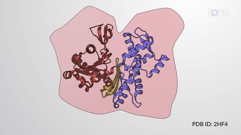 Introduction to Actin