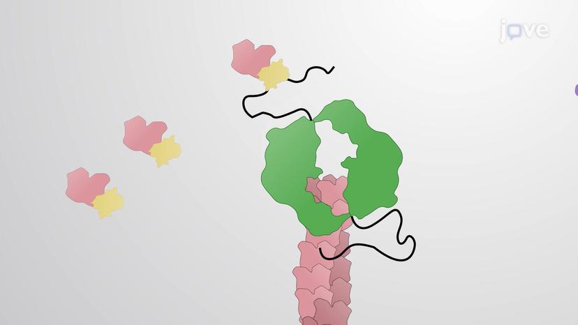 Actin Polymerization