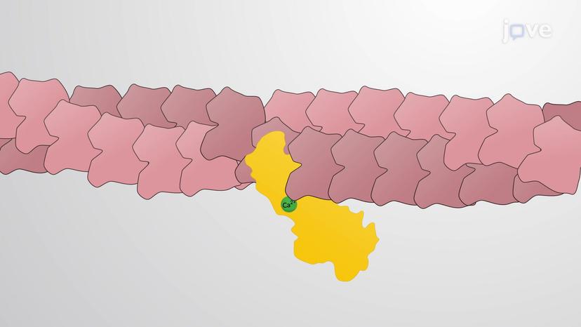 Actin Filament Depolymerization