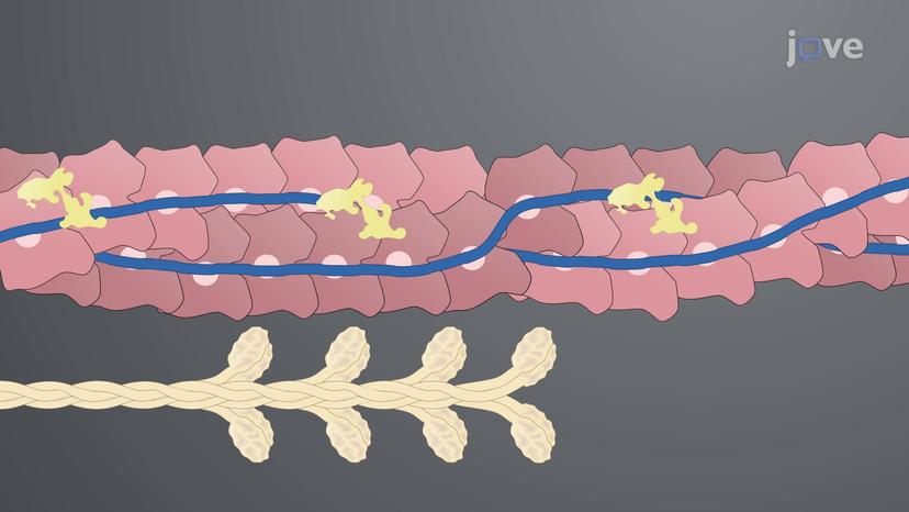 Actin and Myosin in Muscle Contraction