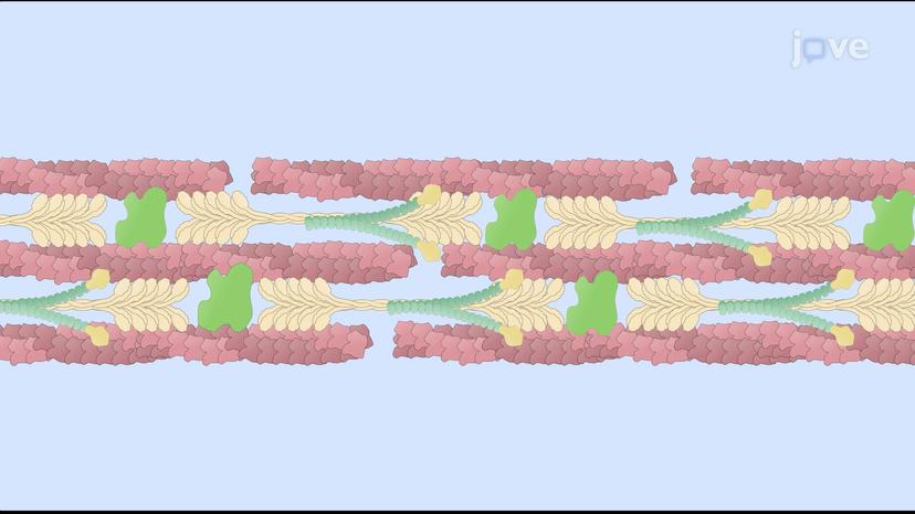 The Role of Actin and Myosin in Non-muscle Cells