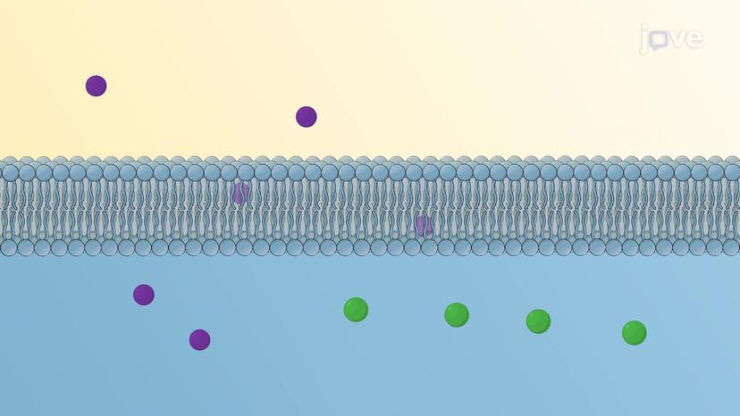 The Significance of Membrane Transport