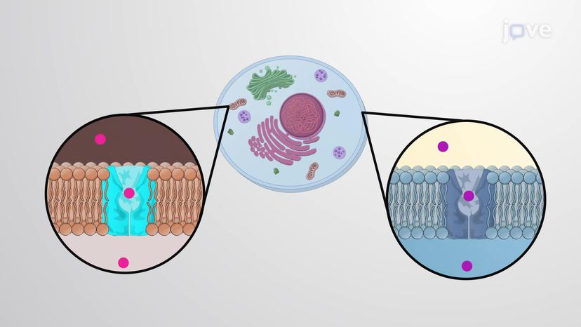 Membrane Transporters