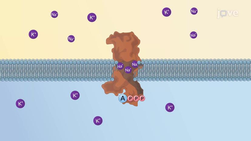 Primary Active Transport