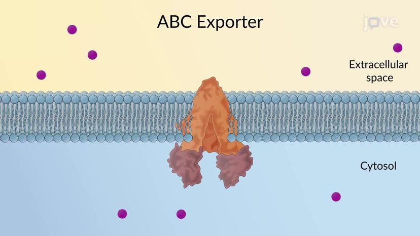 ABC Transporters: Exporter