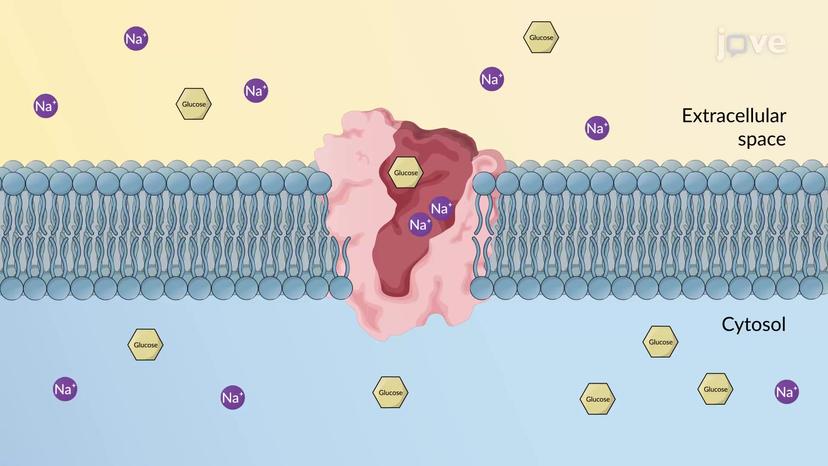 Secondary Active Transport