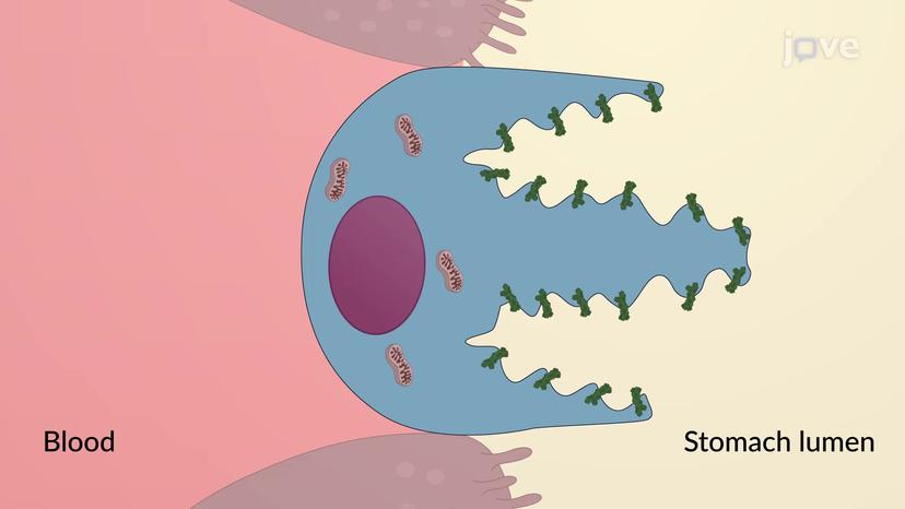 Stomach pH Regulation