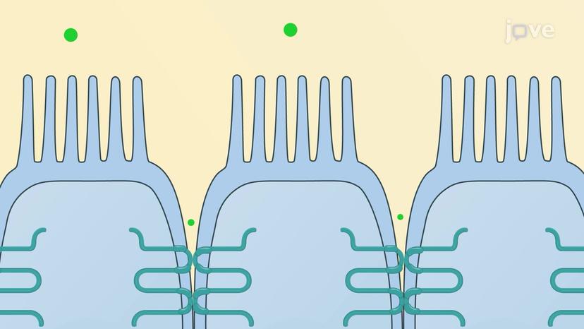 Transcellular Transport of Solutes