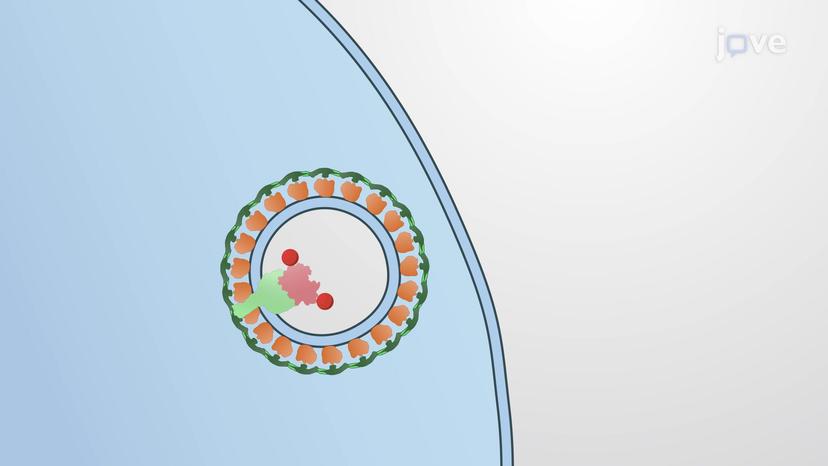 The Early Endosome: Endocytosis of Transferrin