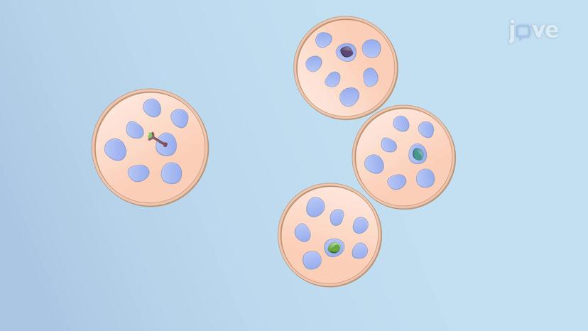 Maturation of Endosomes