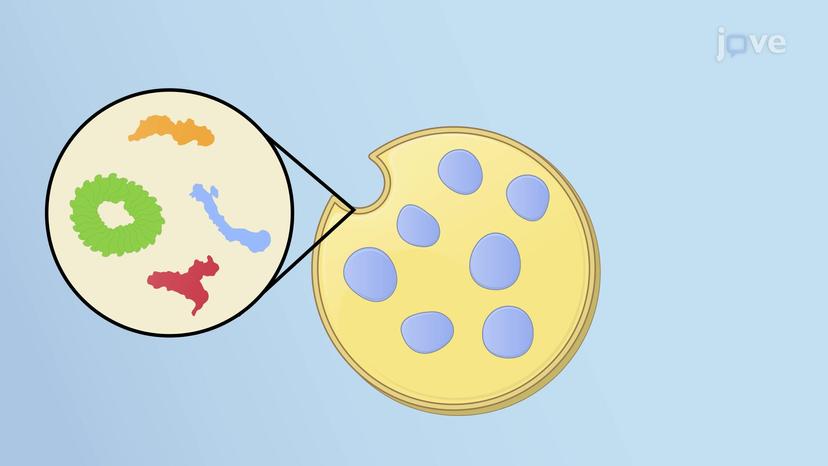 Intralumenal Vesicles and Multivesicular Bodies