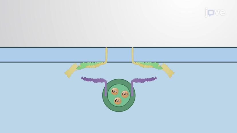 Fusion of Secretory Vesicles with the Plasma Membrane