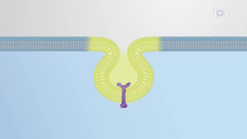 Enlargement of the Plasma Membrane