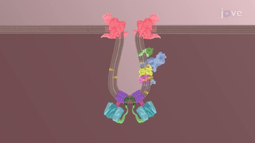 The Inner Mitochondrial Membrane