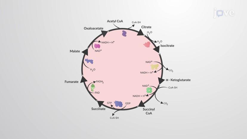 The Citric Acid Cycle: Overview