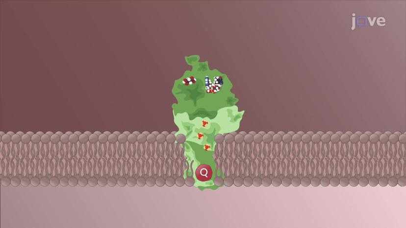 Electron Transport Chain: Complex I and II