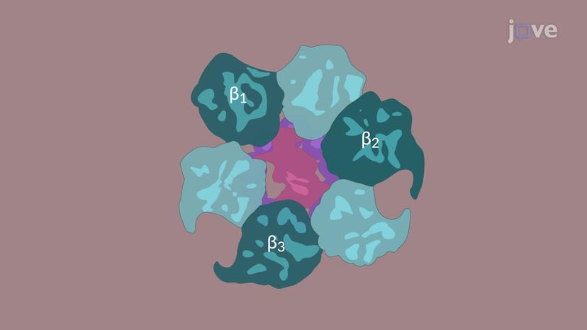 ATP Synthase: Mechanism