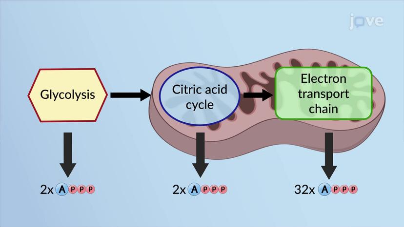 The Electron Transport Chain