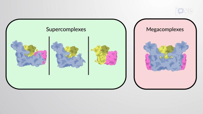 The Supercomplexes in the Crista Membrane