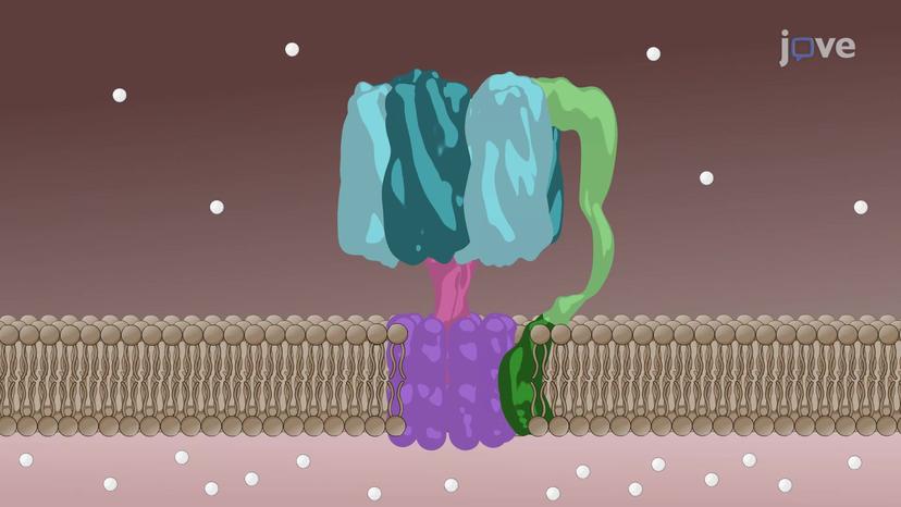 ATP Synthase: Structure