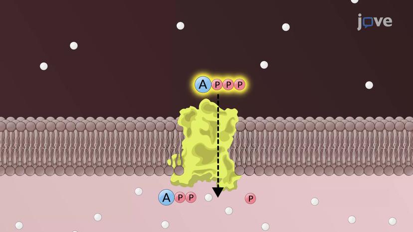 The ADP/ATP Carrier Protein