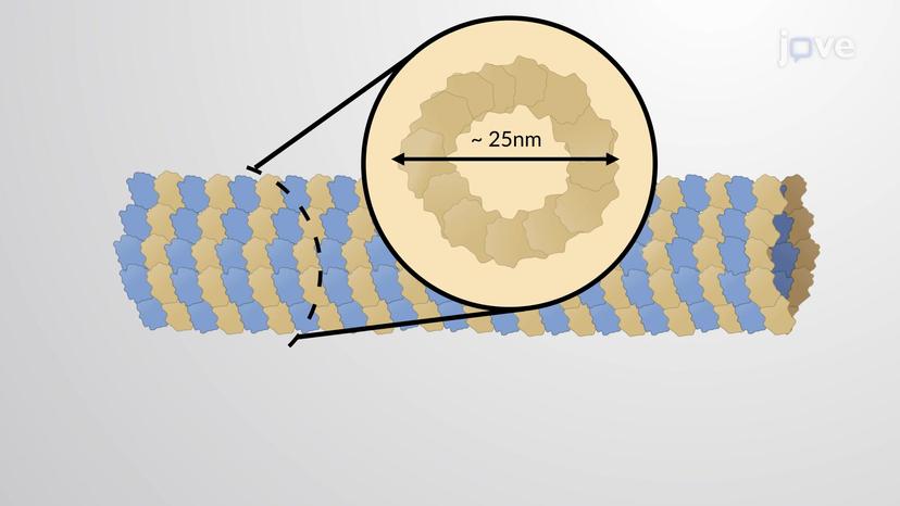 Microtubules