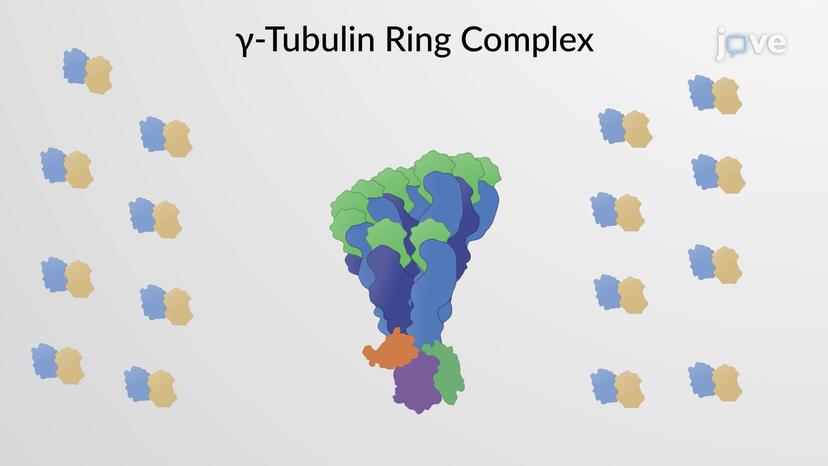 Microtubule Formation