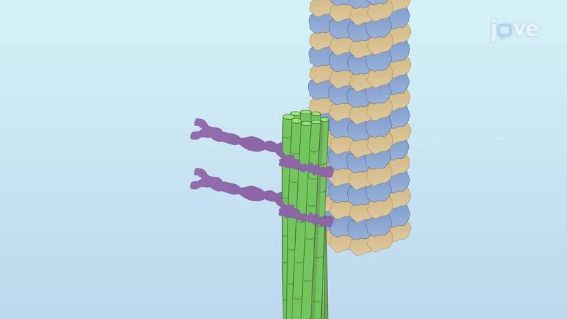 Microtubule Associated Proteins (MAPs)