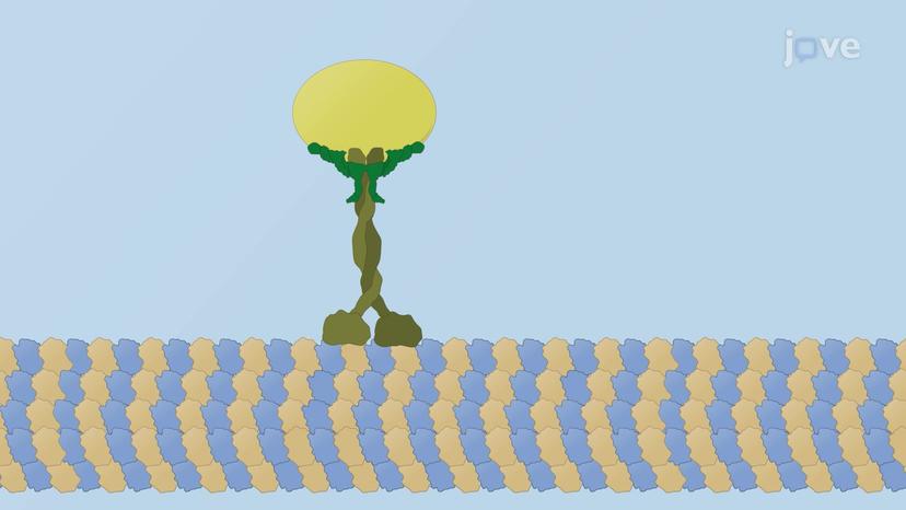 Microtubule Associated Motor Proteins